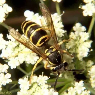 thumbnail for publication: Yellowjackets and Hornets, Vespula and Dolichovespula spp. (Insecta: Hymenoptera: Vespidae)